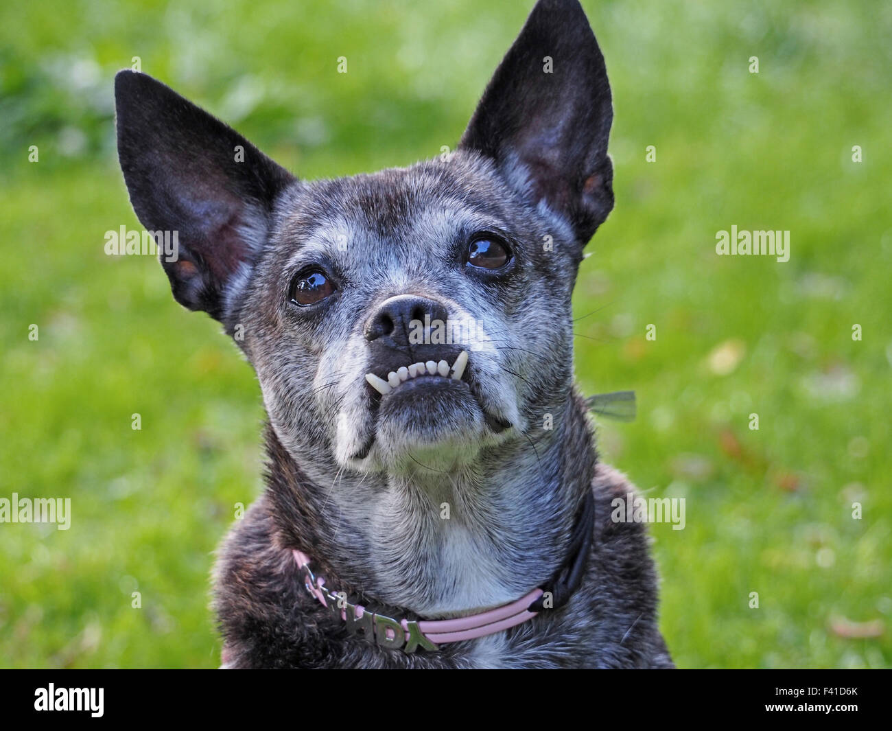 Underbite Stockfotos und bilder Kaufen Alamy