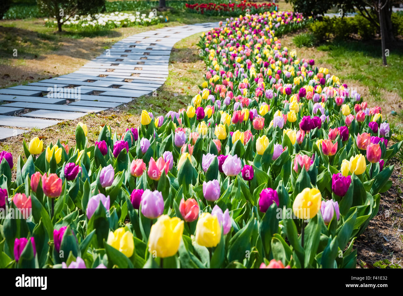 Tulpe Blumenfeld im Frühjahr Stockfoto