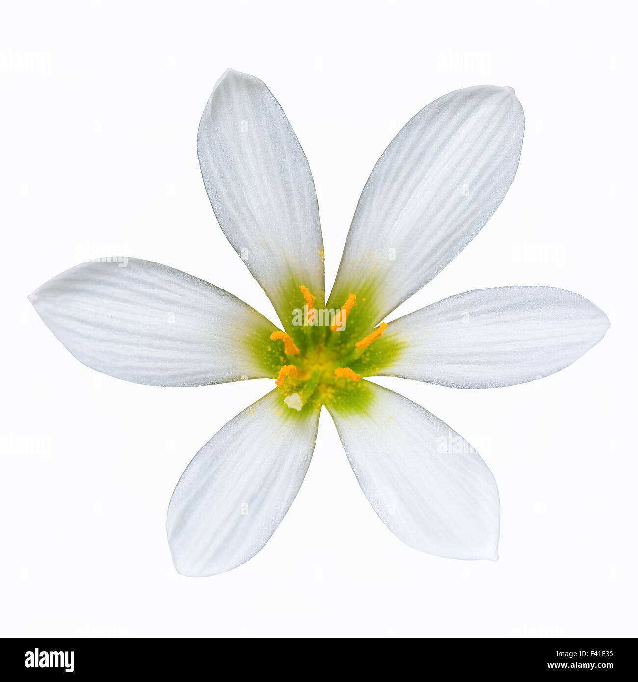 Zephyranthes candida Stockfoto