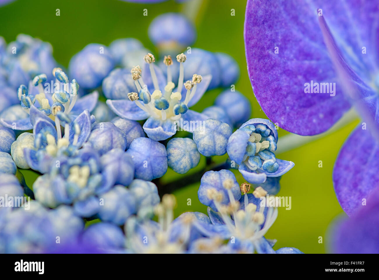 Blaue hortensia Stockfoto