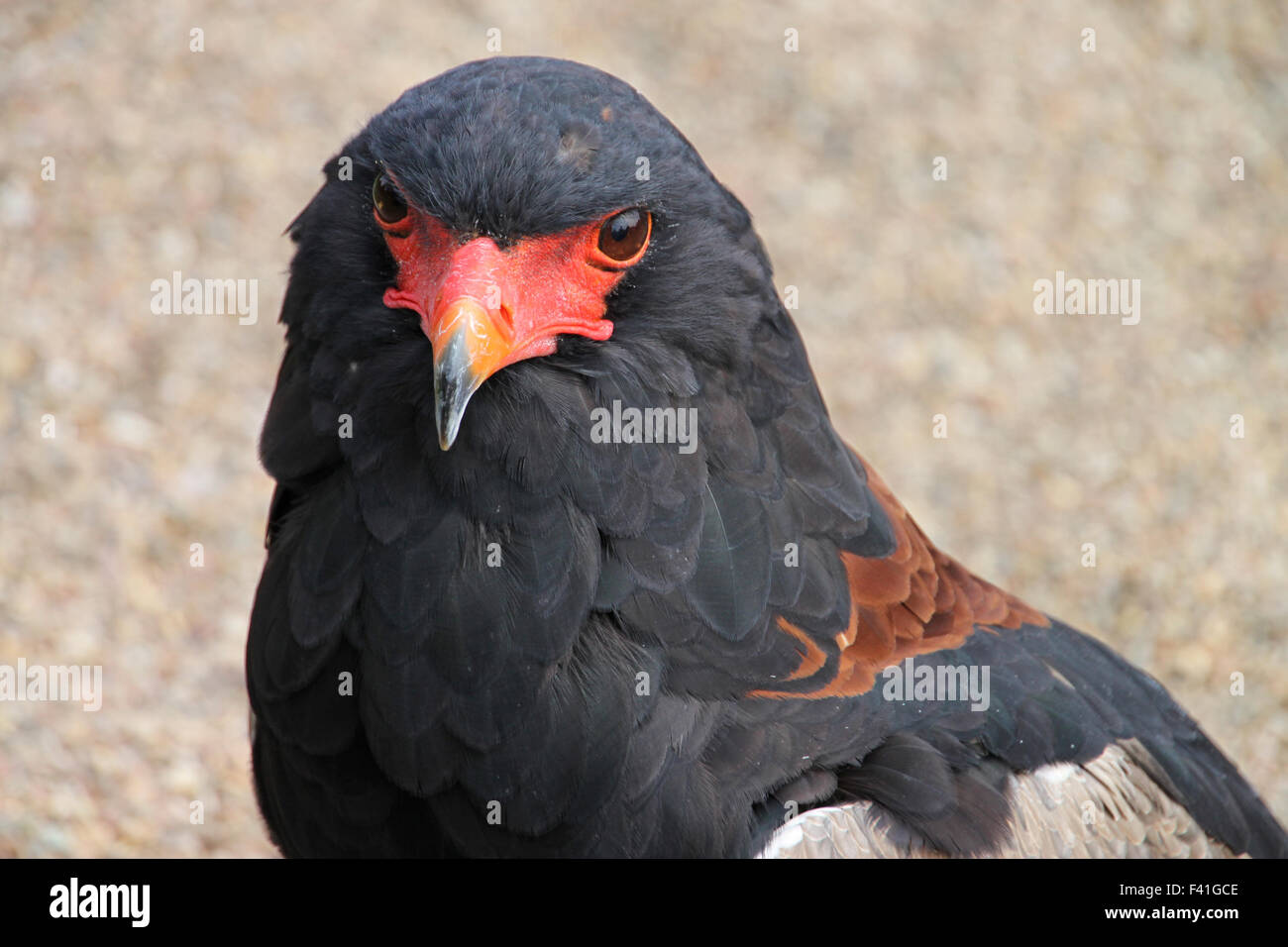 Bateleur Stockfoto