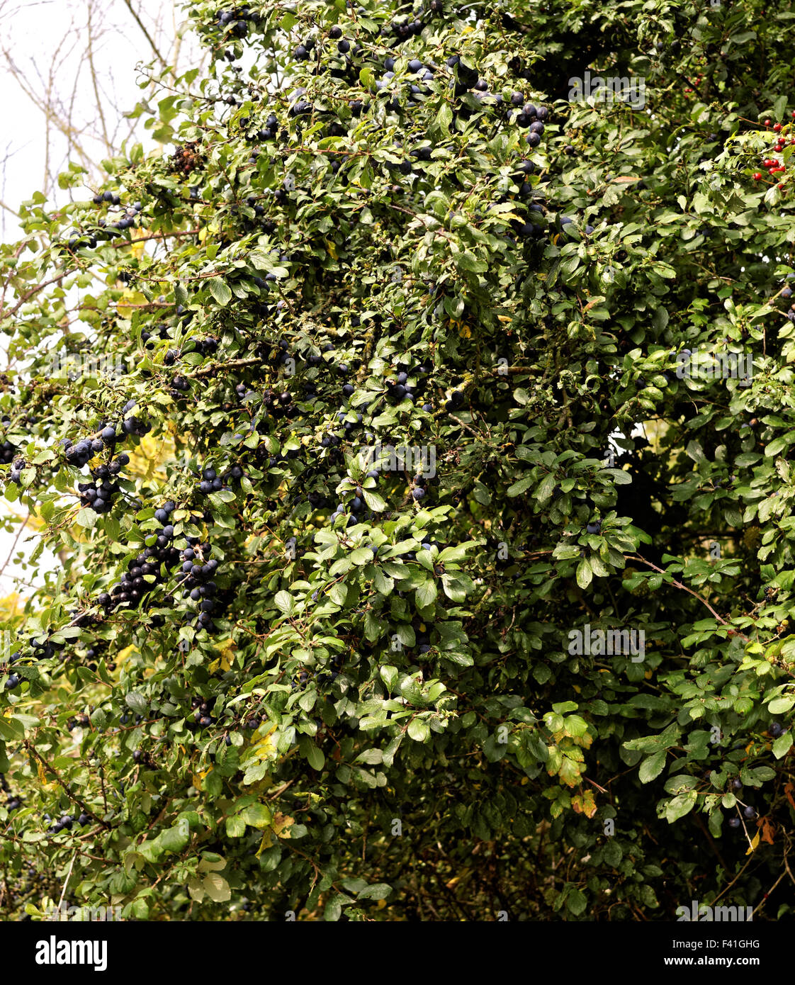 Blackthorn Schlehe Busch Stockfoto