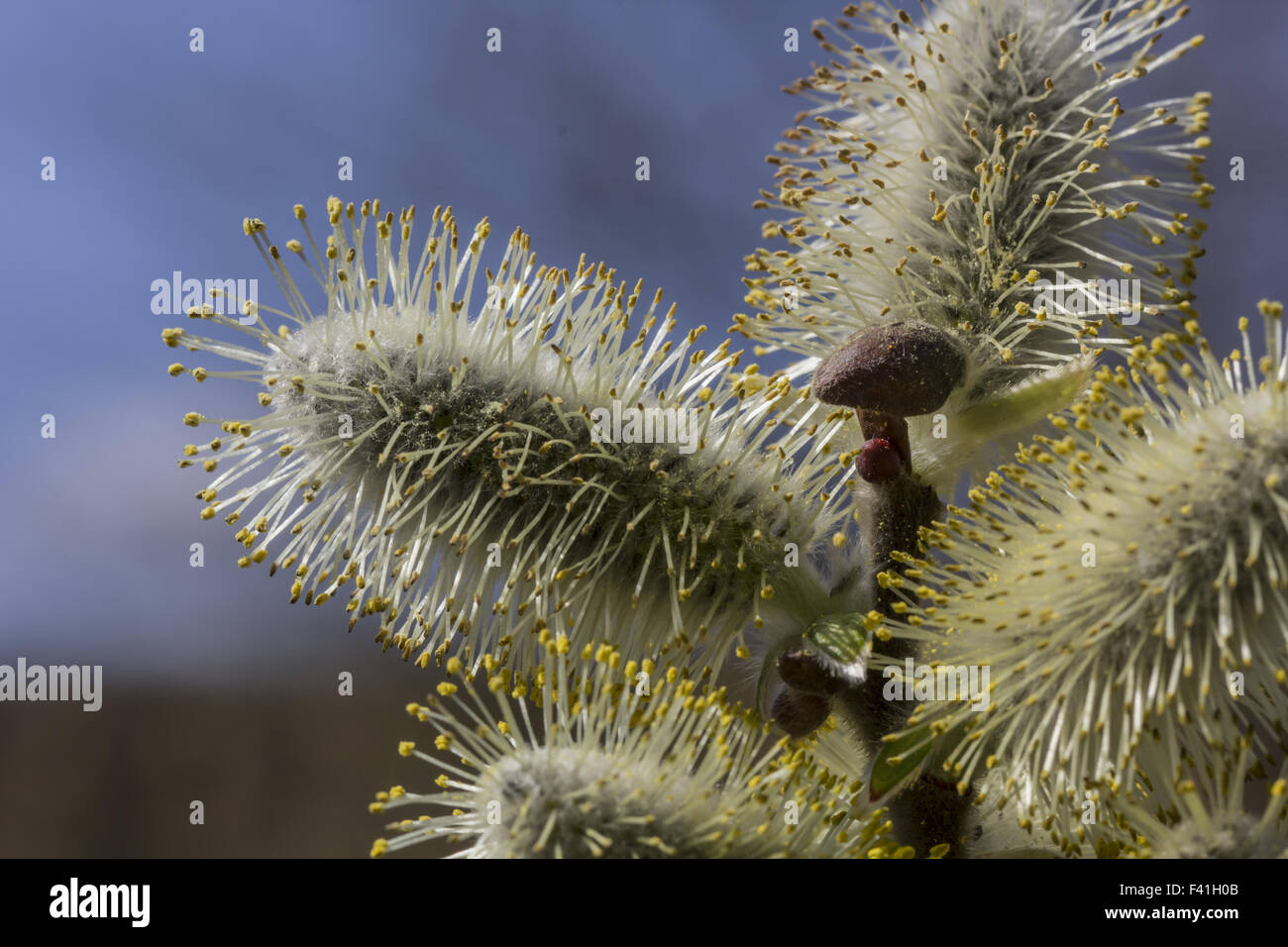 Salix Hookeriana, Dune Weide, Coastal Weide Stockfoto