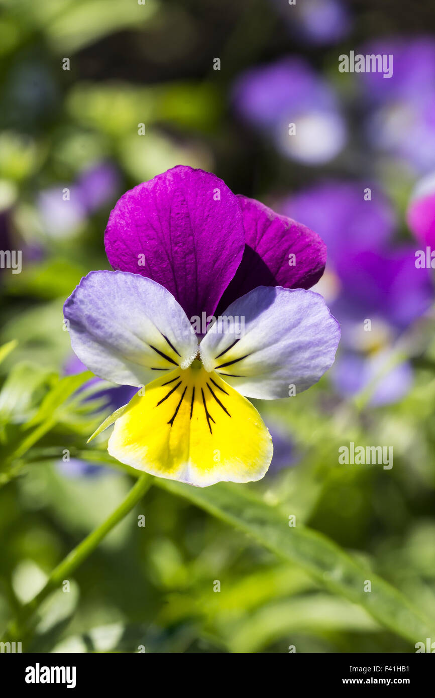 Viola Tricolor, Stiefmütterchen, wilde Stiefmütterchen Stockfoto