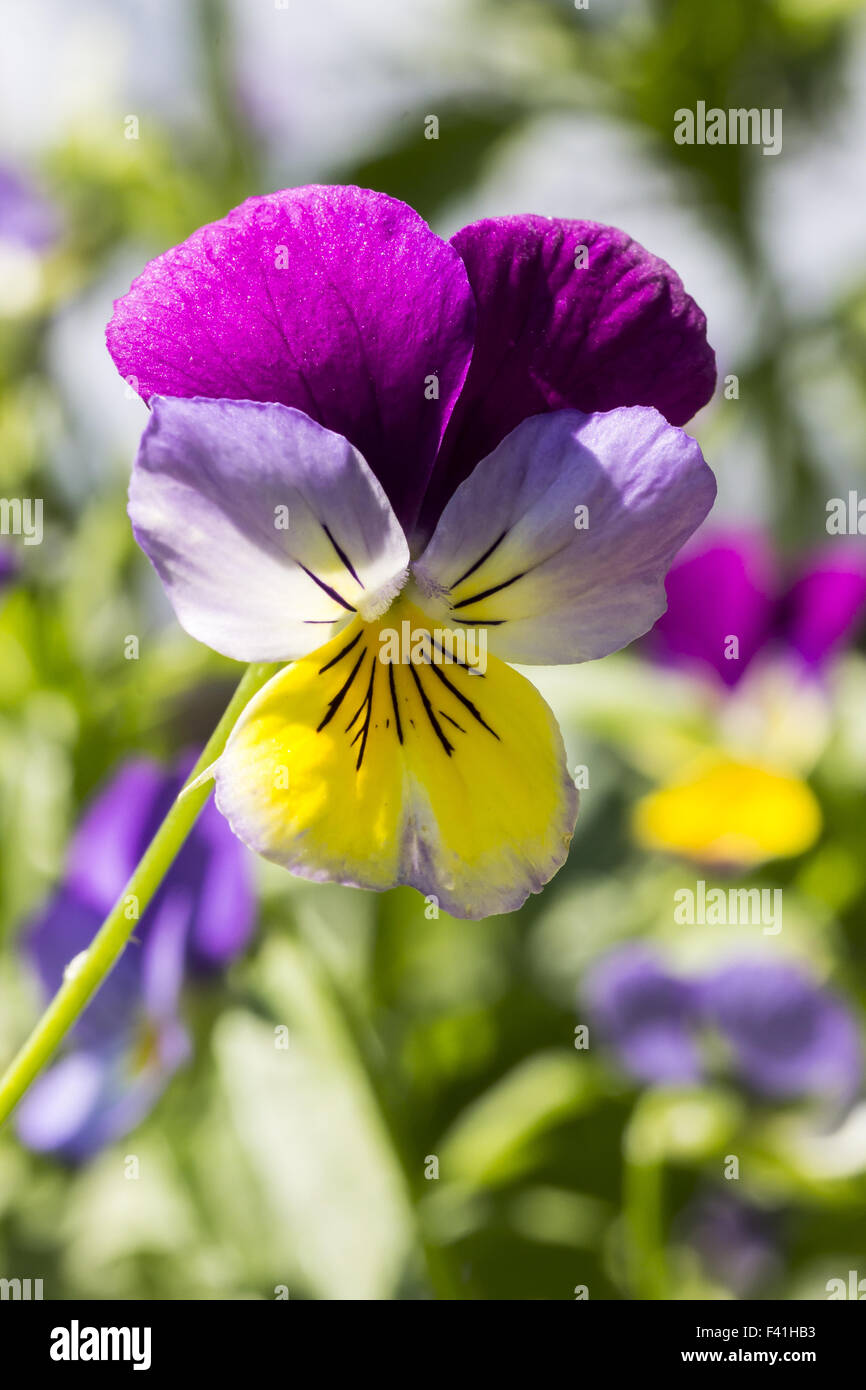 Viola Tricolor, Stiefmütterchen, Leichtigkeit des Herzens Stockfoto
