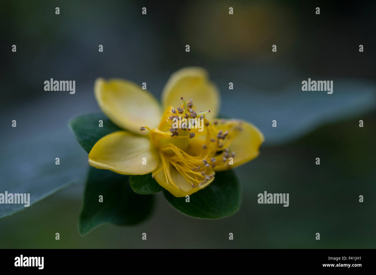 Johanniskraut Johanniskraut Blume vor einem unscharfen Hintergrund gelb Stockfoto