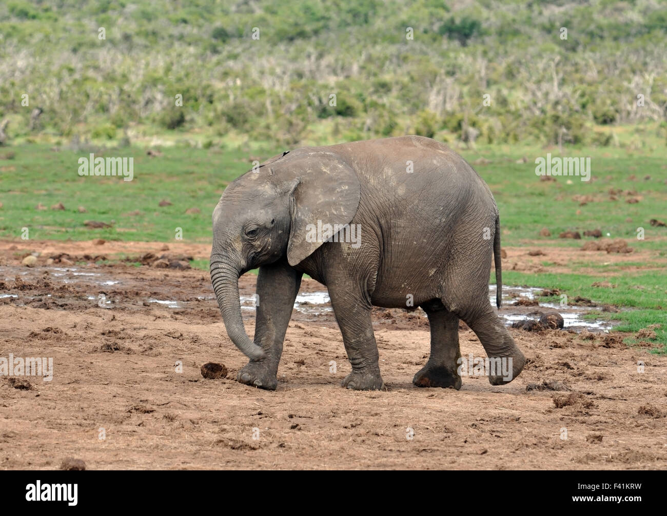 Baby-Elefant Stockfoto