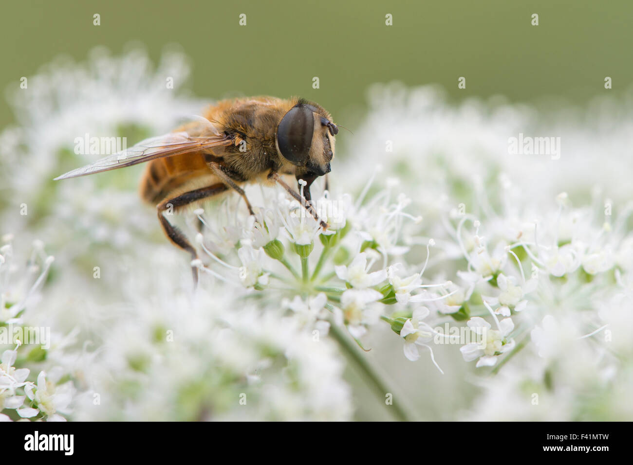 Volucella Inanis (Volucella Inanis), Niedersachsen, Deutschland Stockfoto