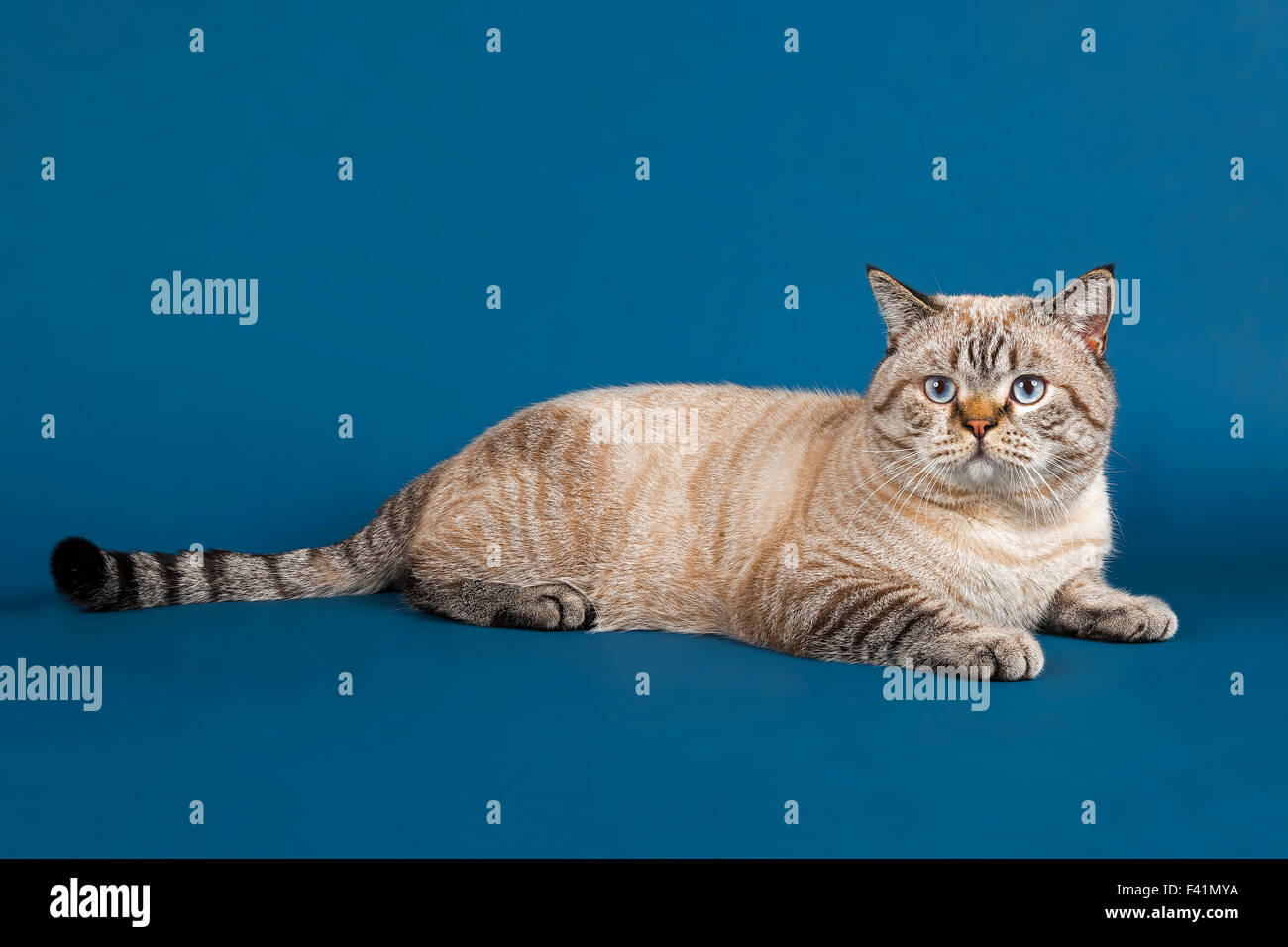 Britisch Kurzhaar Katze (Felis Catus) 16 Monate alt, Seal Tabby Point Stockfoto