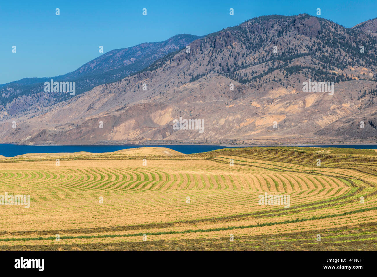 Muster des frisch gemähten Grases in der Nähe von Kamloops, Kamloops Lake entlang der Trans-Canada Highway, Britisch-Kolumbien, Kanada, Nordamerika. Stockfoto