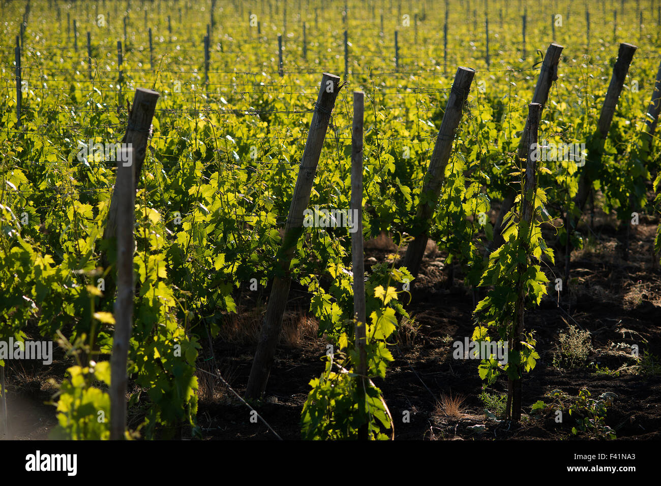 Weingut in Sizilien im Gebiet des Ätna Stockfoto