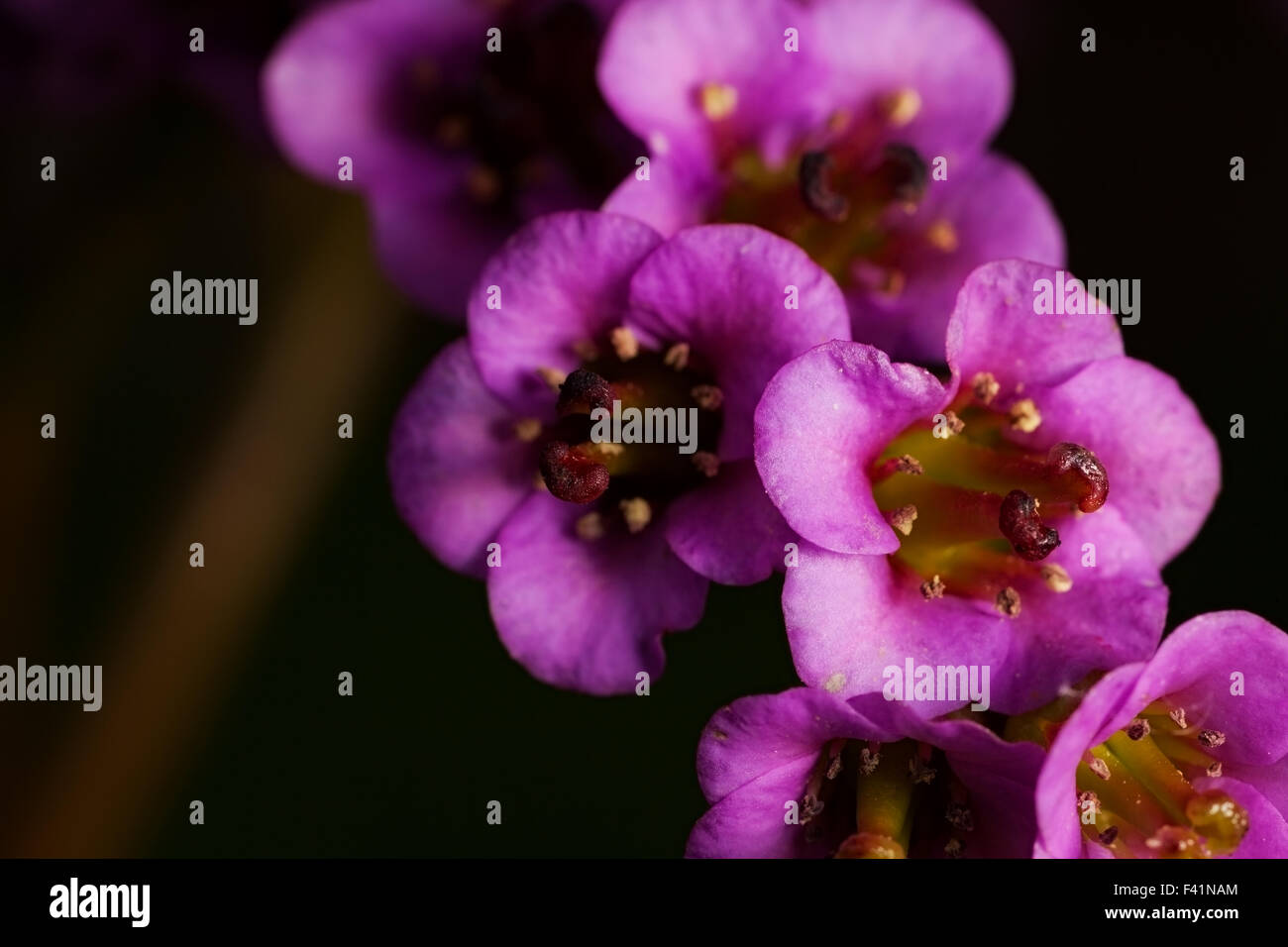 Frühling Blumen Bergenie. im Freien Schuss Stockfoto