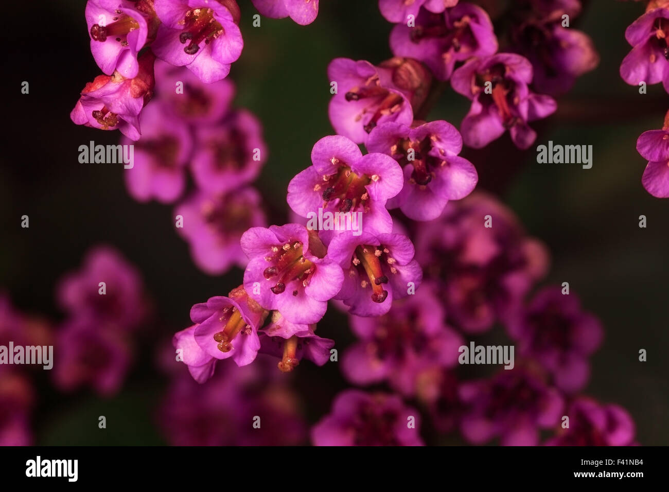 Frühling Blumen Bergenie. im Freien Schuss Stockfoto