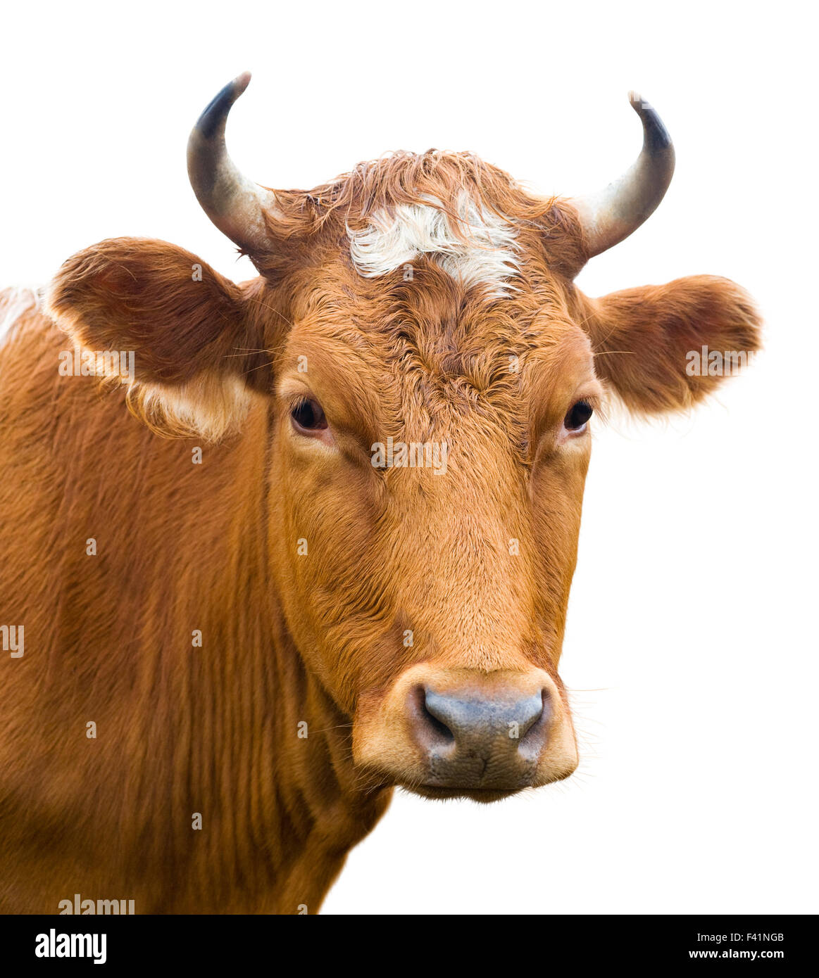 Kopf der Kuh, isoliert Stockfoto