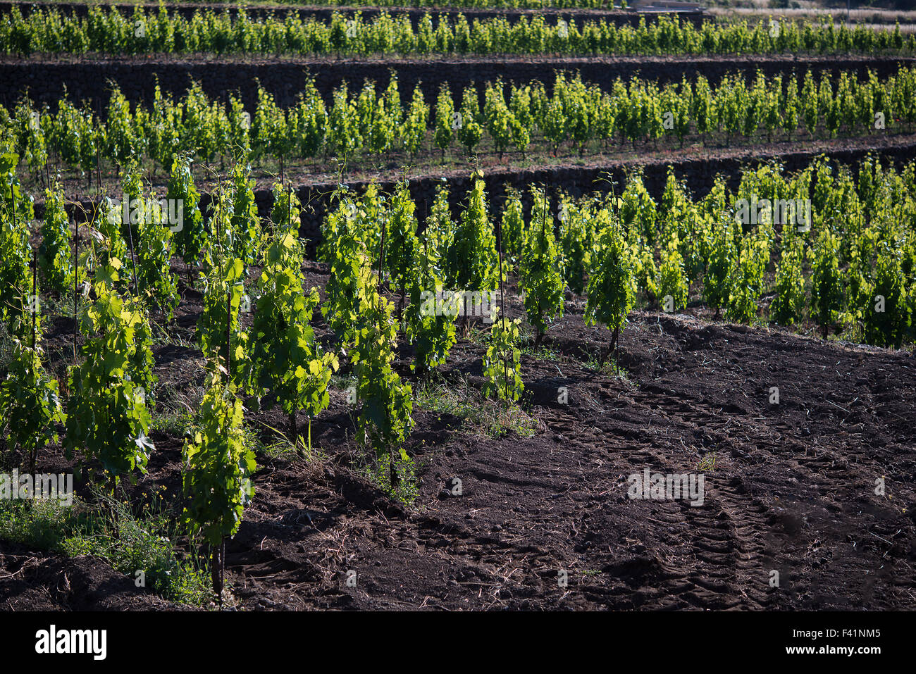 Weingut in Sizilien im Gebiet des Ätna Stockfoto