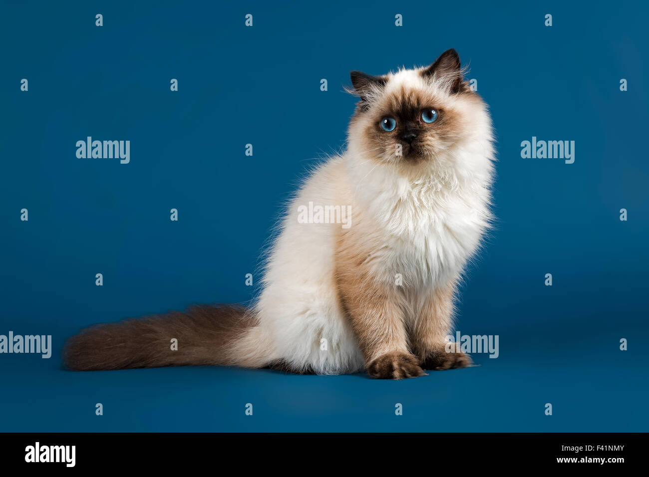 Britische Langhaarkatze, 7 Monate Alter, seal point Stockfoto