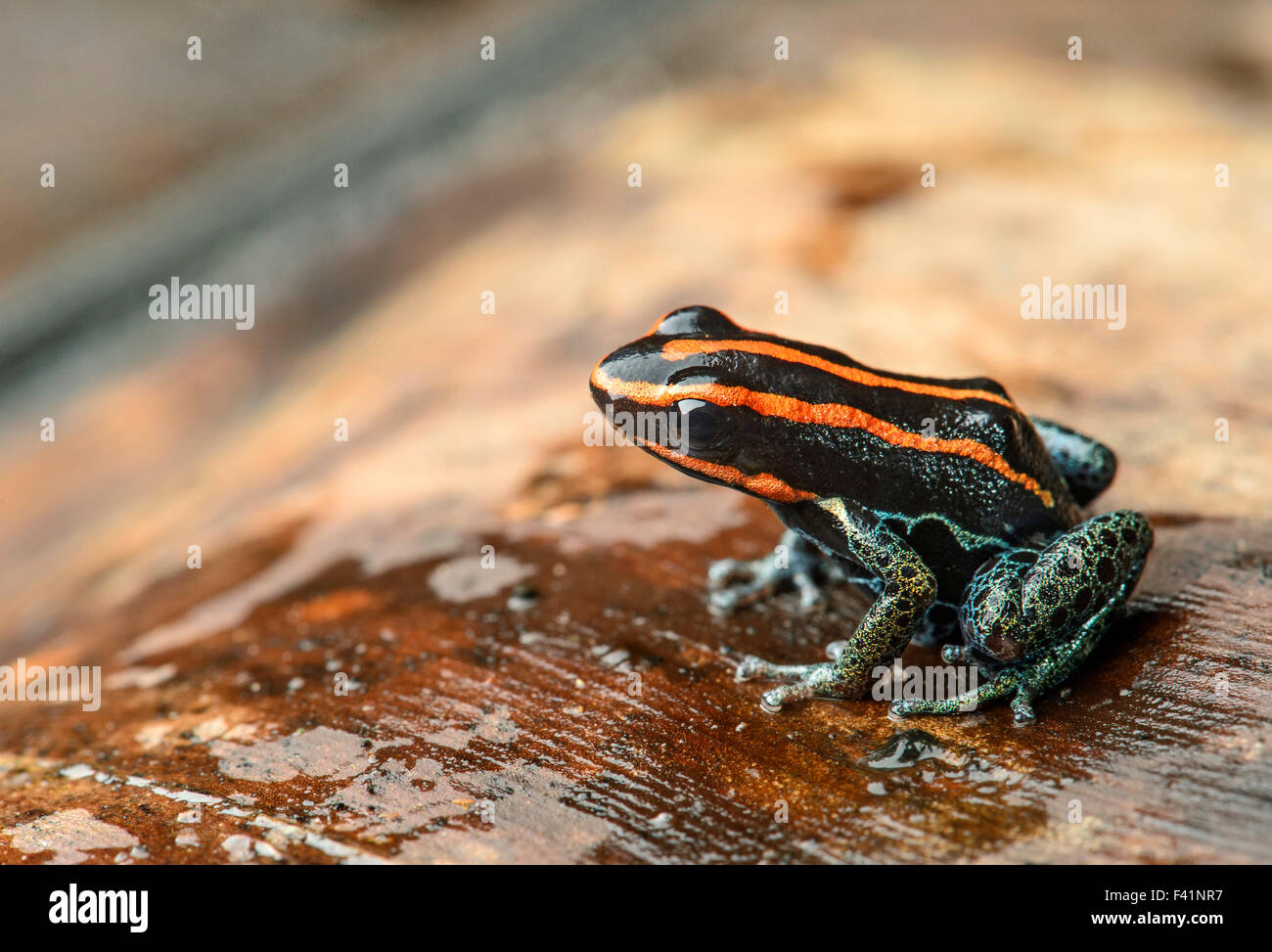 Sanguine poison Frog oder Zaparos poison Frog (Allobates Zaparo), Amazonas-Regenwald, Yasuni Nationalpark, Ecuador Stockfoto