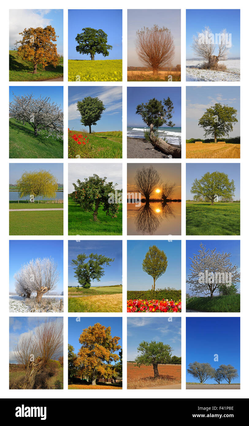 Collage, verschiedene Bäume in den verschiedenen Jahreszeiten Stockfoto