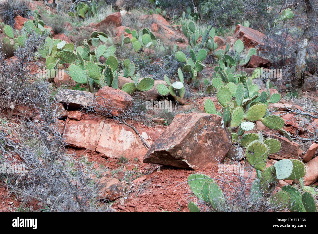 Cactus In Zion National Park Stockfotos Und Bilder Kaufen Alamy