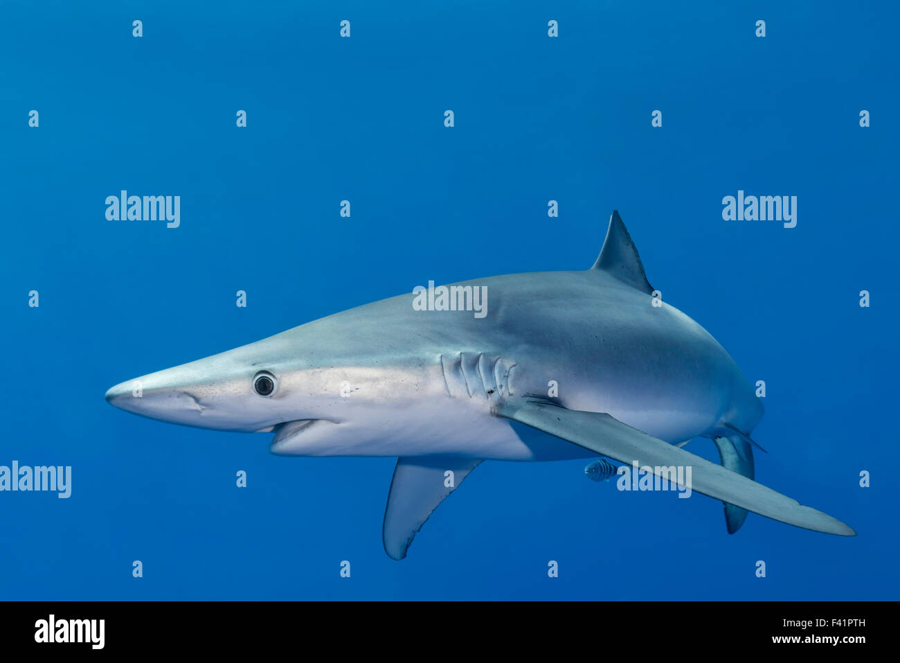Blauhai (Prionace Glauca) und kleinen Putzerfische, Azoren, Portugal Stockfoto