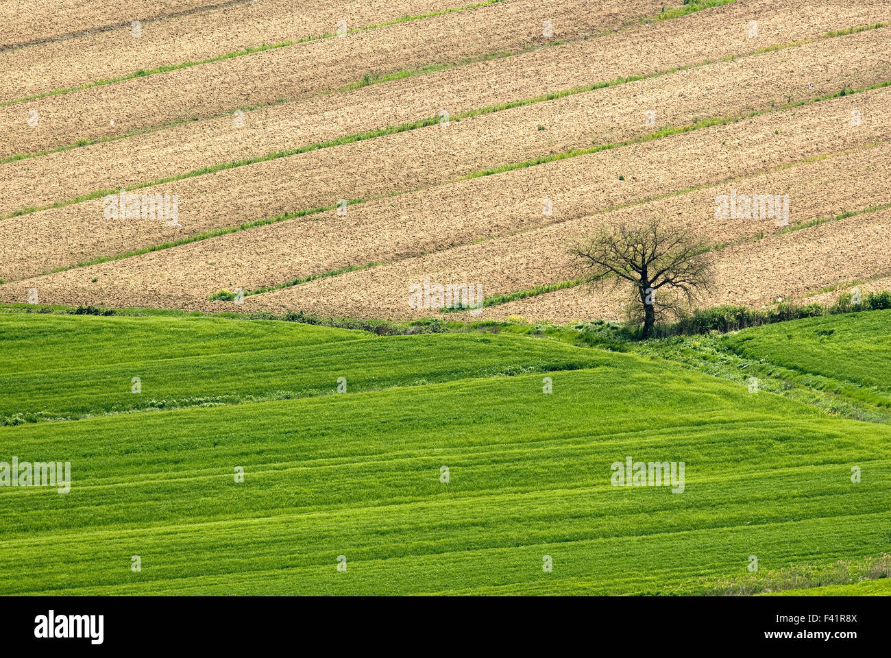 Einsamer Baum im Feld, Umbrien, Italien, Europa Stockfoto