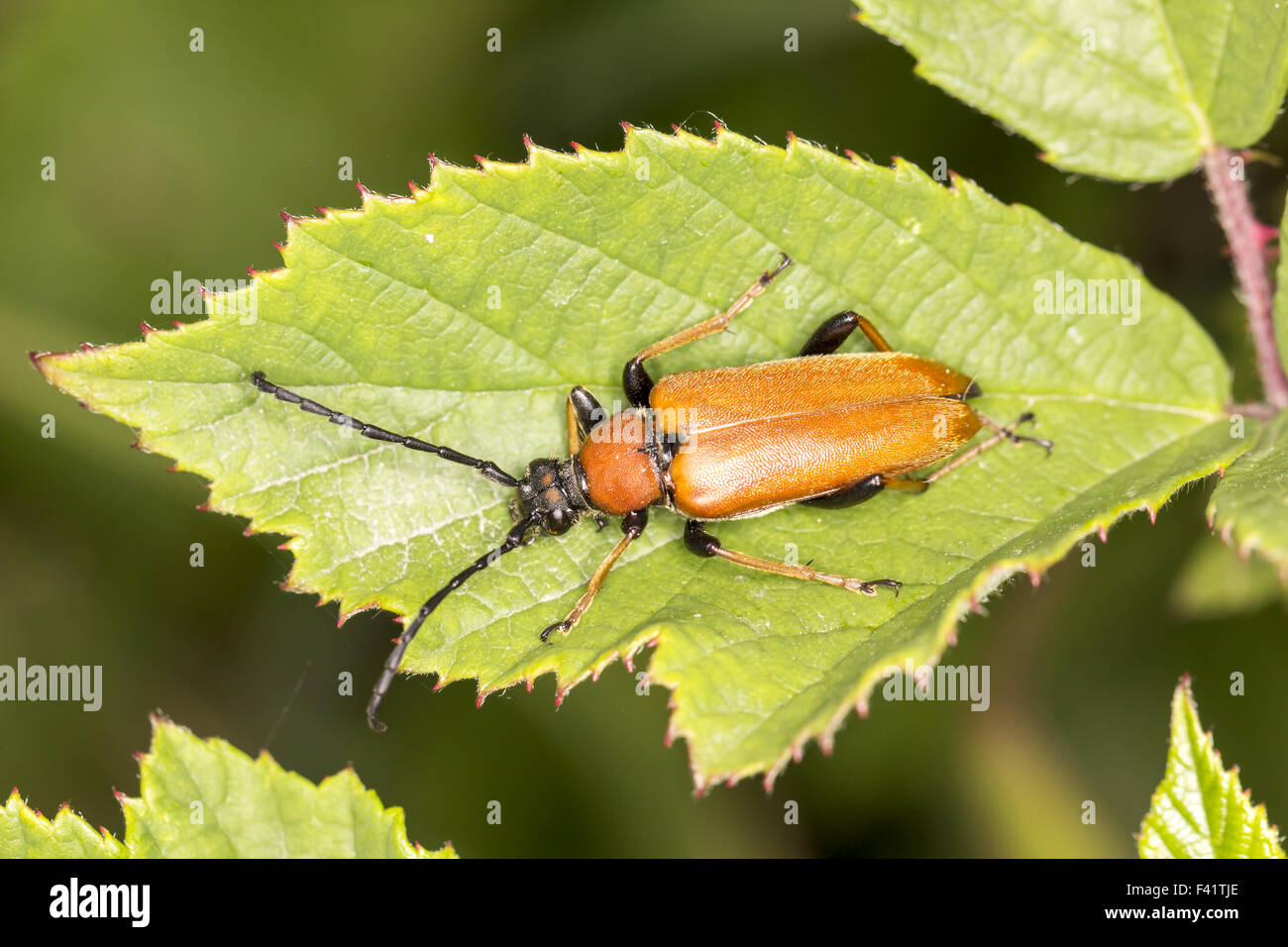 Leptura Rubra, Longhorn Beetle, Deutschland Stockfoto