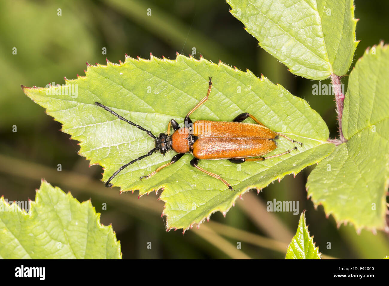 Leptura Rubra, Longhorn Beetle, Deutschland Stockfoto