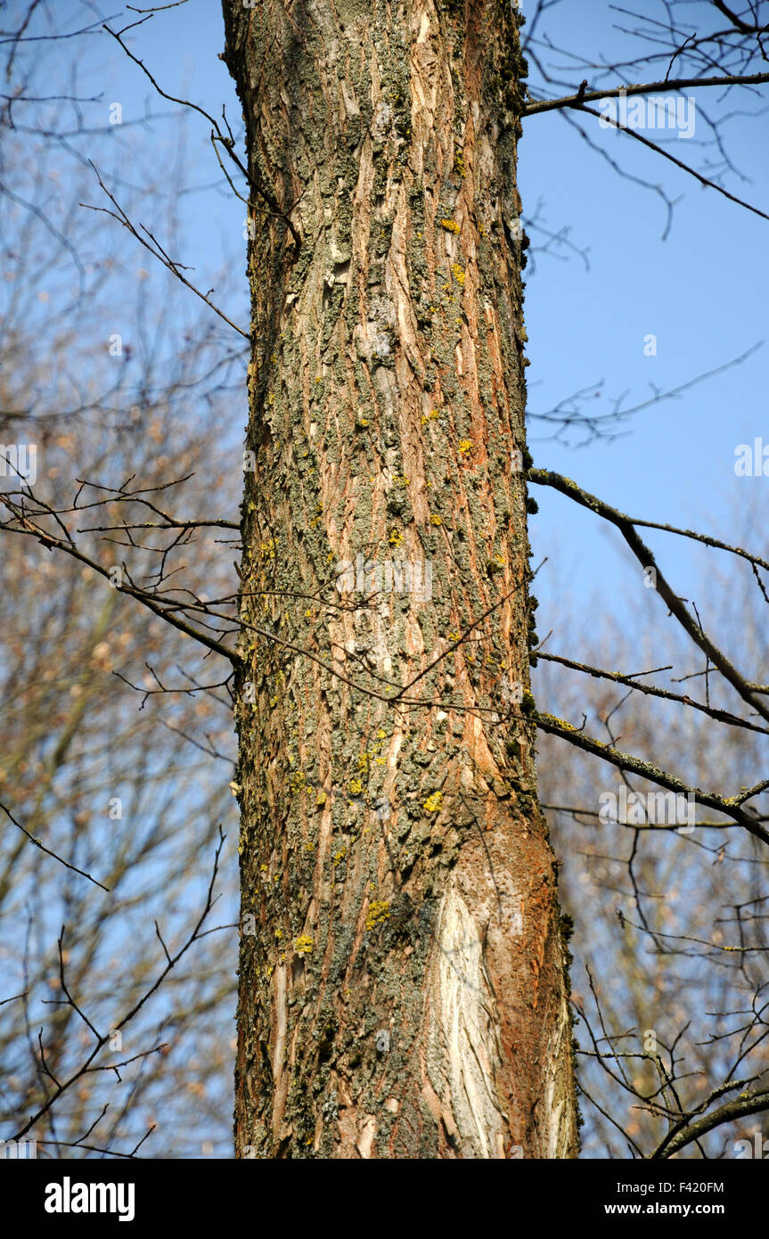 Weiße Ulme Stockfoto