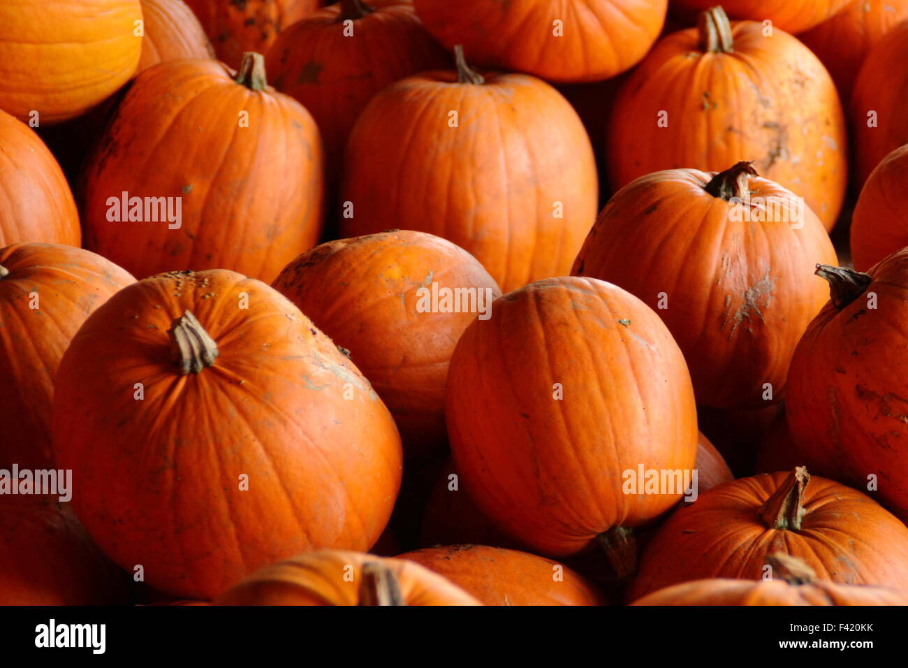 Frisch geerntete Kürbisse in einer Scheune gelagert auf einem englischen Farm in Bereitschaft für Halloween Vertrieb und Feiern im Herbst (Oktober), UK Stockfoto