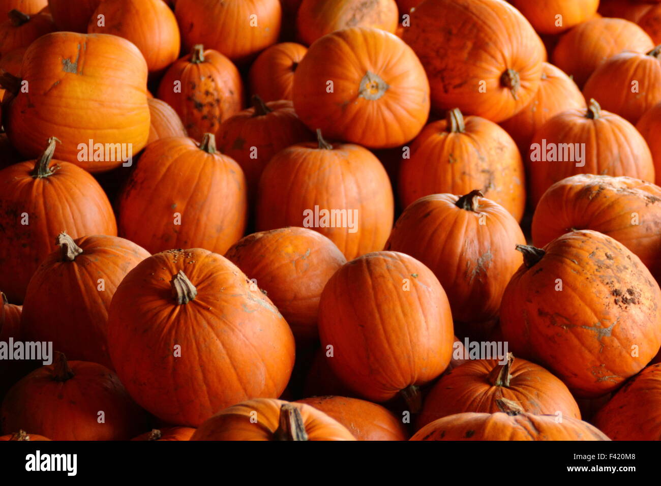 Frisch geerntete Kürbisse in einer Scheune gelagert auf einem englischen Farm in Bereitschaft für Halloween Vertrieb und Feiern im Herbst (Oktober), UK Stockfoto