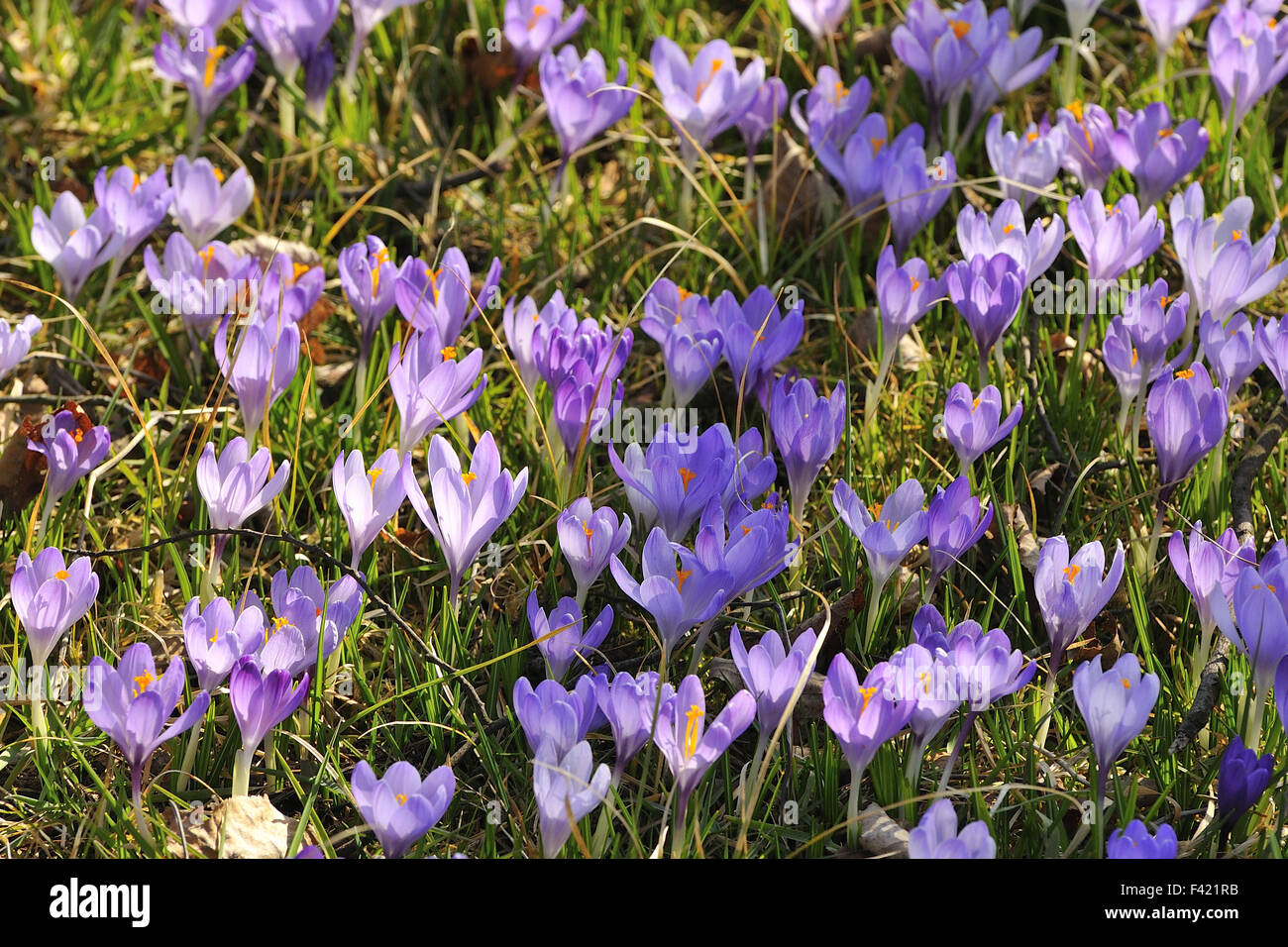 Wilde Krokusse Stockfoto