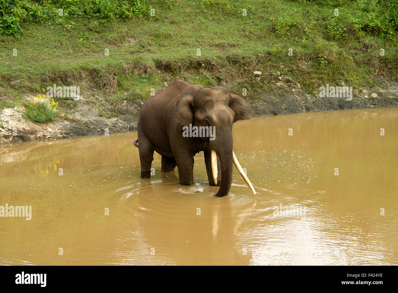 Der indische Elefant (Elephas Maximus Indicus) ist einer der drei anerkannte Unterarten des asiatischen Elefanten und Native zum Festland Stockfoto