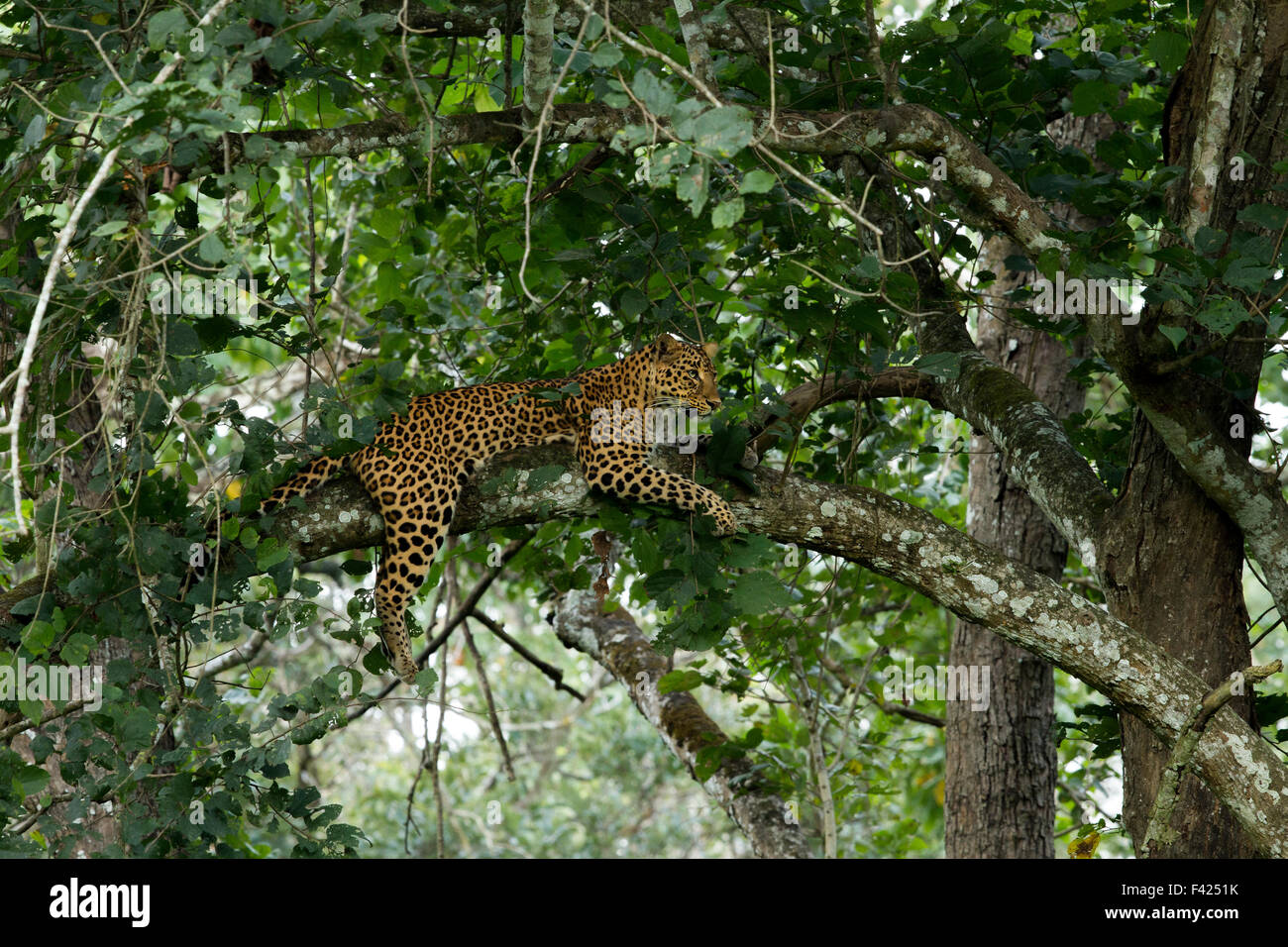 Die indischen Leoparden (Panthera Pardus Fusca) ist eine Leopard-Unterart auf dem indischen Subkontinent verbreitet. Stockfoto