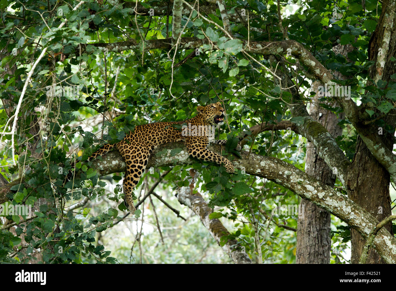 Die indischen Leoparden (Panthera Pardus Fusca) ist eine Leopard-Unterart auf dem indischen Subkontinent verbreitet. Stockfoto