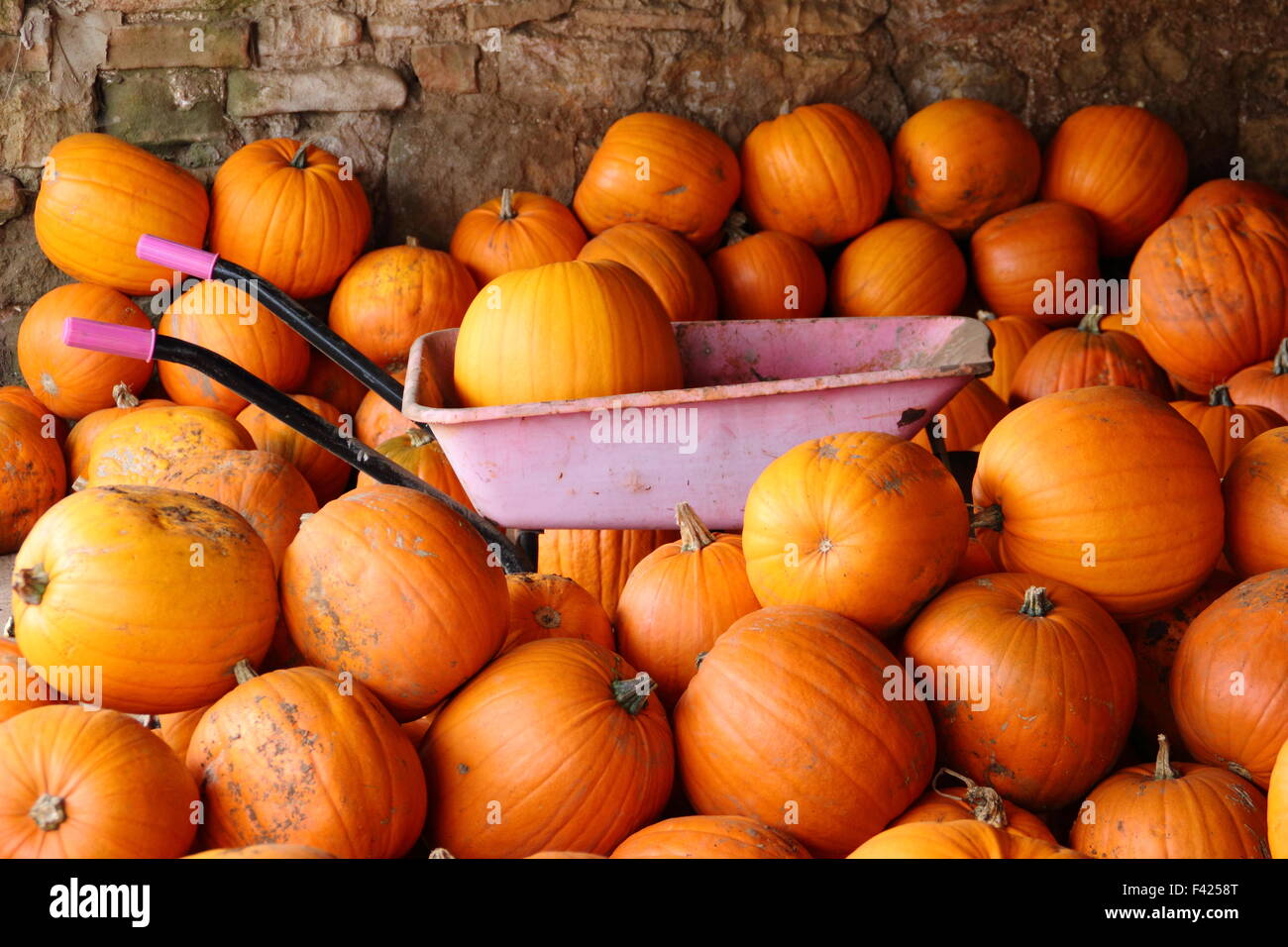 Frisch geerntete Kürbisse in einer Scheune gelagert auf einem englischen Farm in Bereitschaft für Halloween Vertrieb und Feiern im Herbst (Oktober), UK Stockfoto