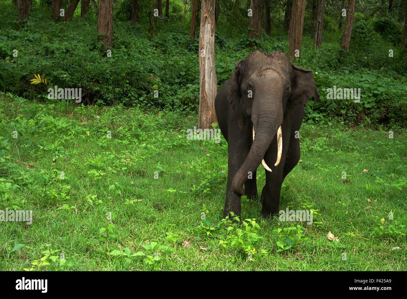 Elefant laden in Bandipur Nationalpark, Karnataka Stockfoto