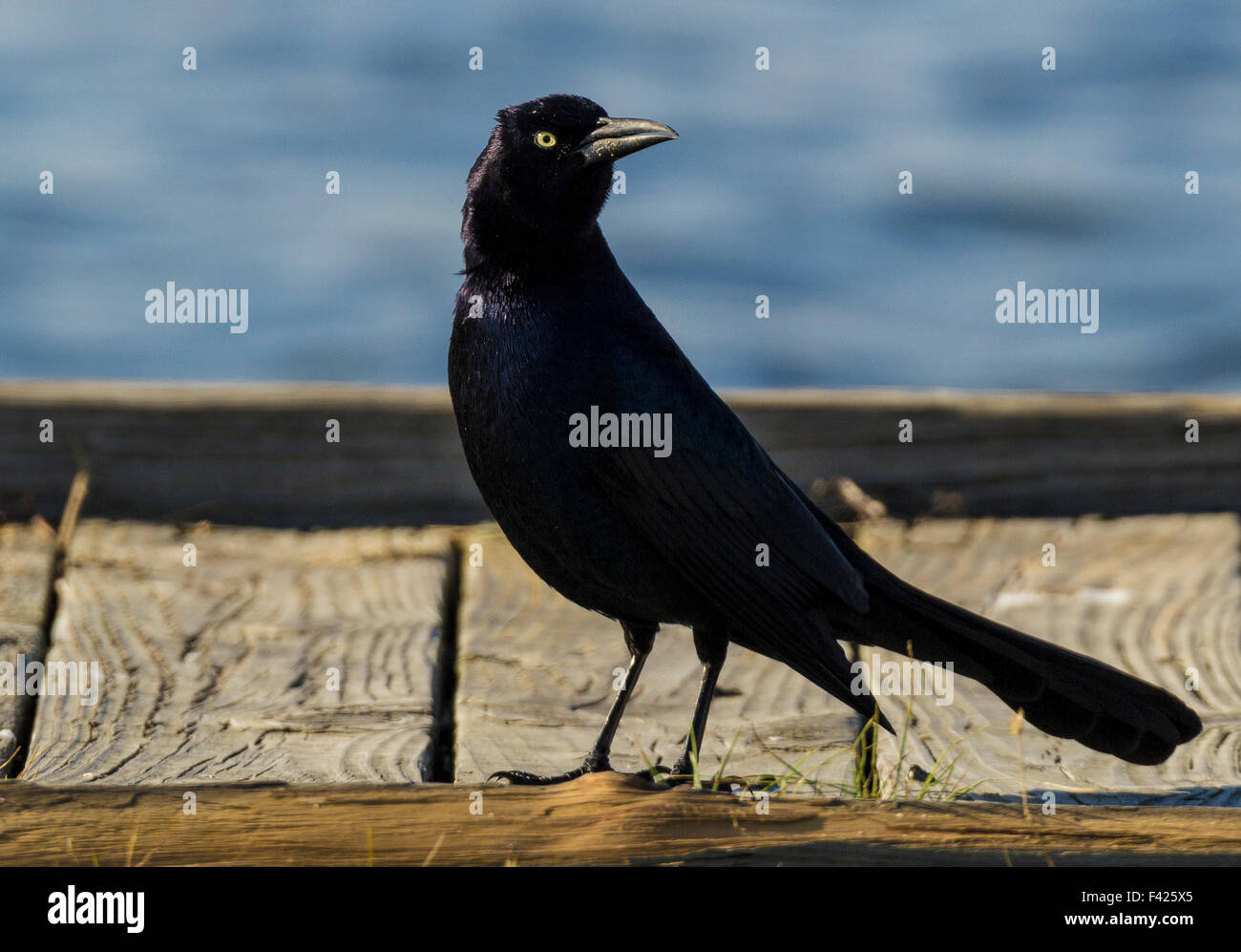 Boot-angebundene Grackle Chatter und klappert seine Rechnung auf der Anklagebank, an der alten Fähre auf Assateague Insel landen. Stockfoto