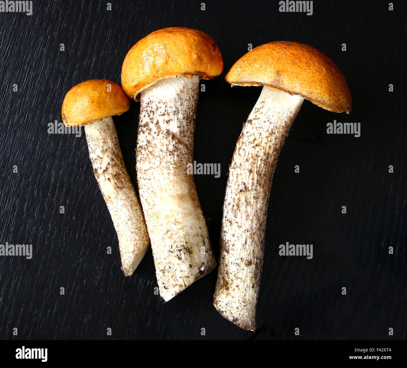 Aspen Steinpilzen Orange-Cap Herbst Pilz auf Black Country board Stockfoto