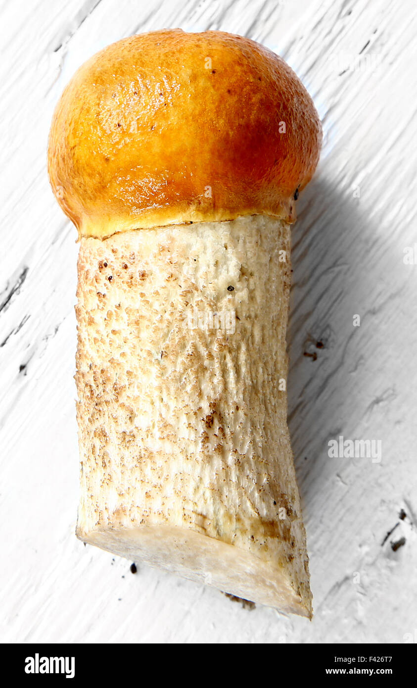 Aspen Steinpilzen Orange-Cap Herbst Pilz auf weißen Land board Stockfoto