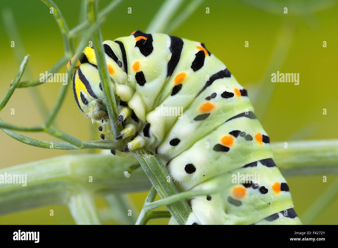 Swallow Tail Caterpillar Makroaufnahme Stockfoto