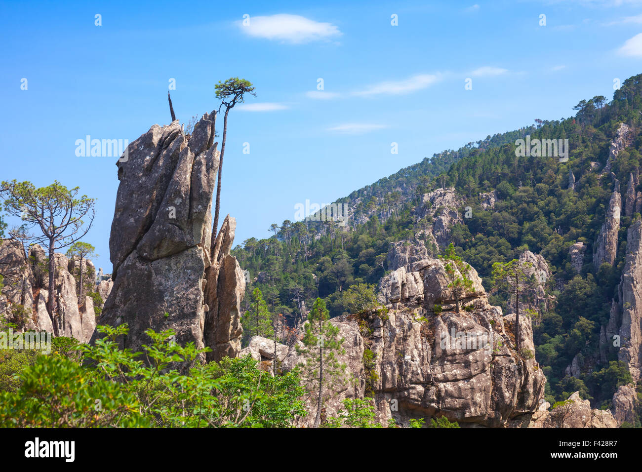 Wilde Berglandschaft mit Kiefern, die auf Felsen wachsen. Südlichen Teil der Insel Korsika, Frankreich Stockfoto