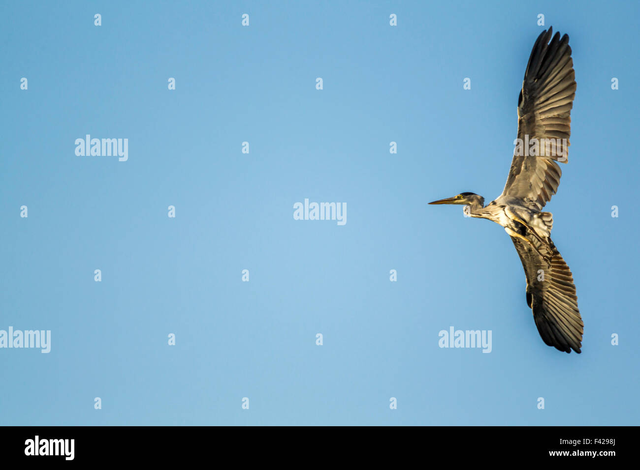 Graureiher im Flug Stockfoto