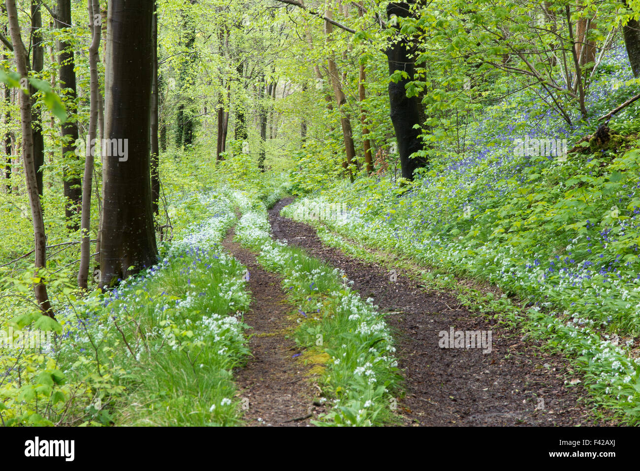 Bärlauch im Wald bei Milton Abbas, Dorset, England, UK Stockfoto