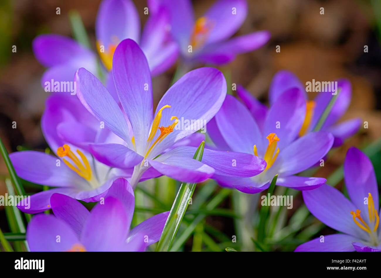 Frühling Blumen Stockfoto