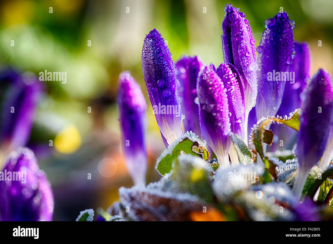 Frühling Blumen Stockfoto