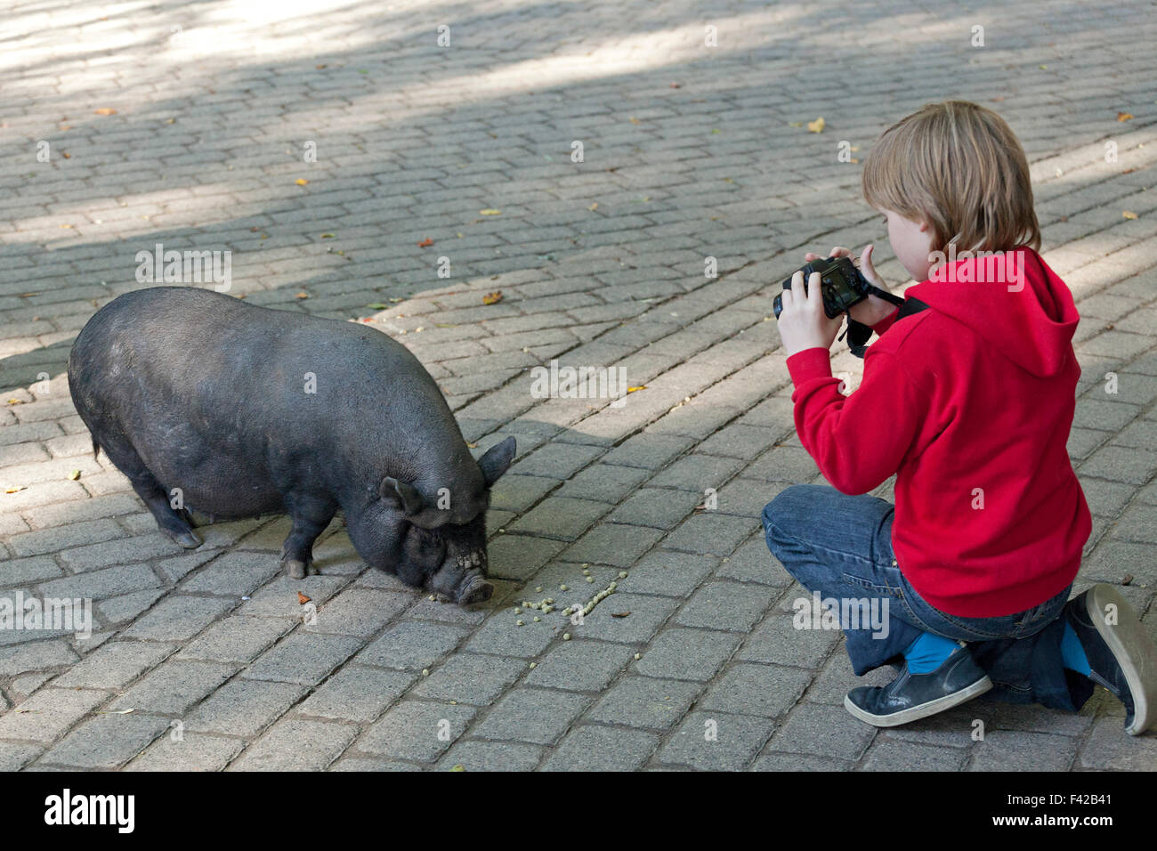 junge unter Bild von Hängebauchschwein, Wildpark Schwarze Berge (Zoo ´Schwarze Berge´), Rosengarten, Niedersachsen, Deutschland Stockfoto