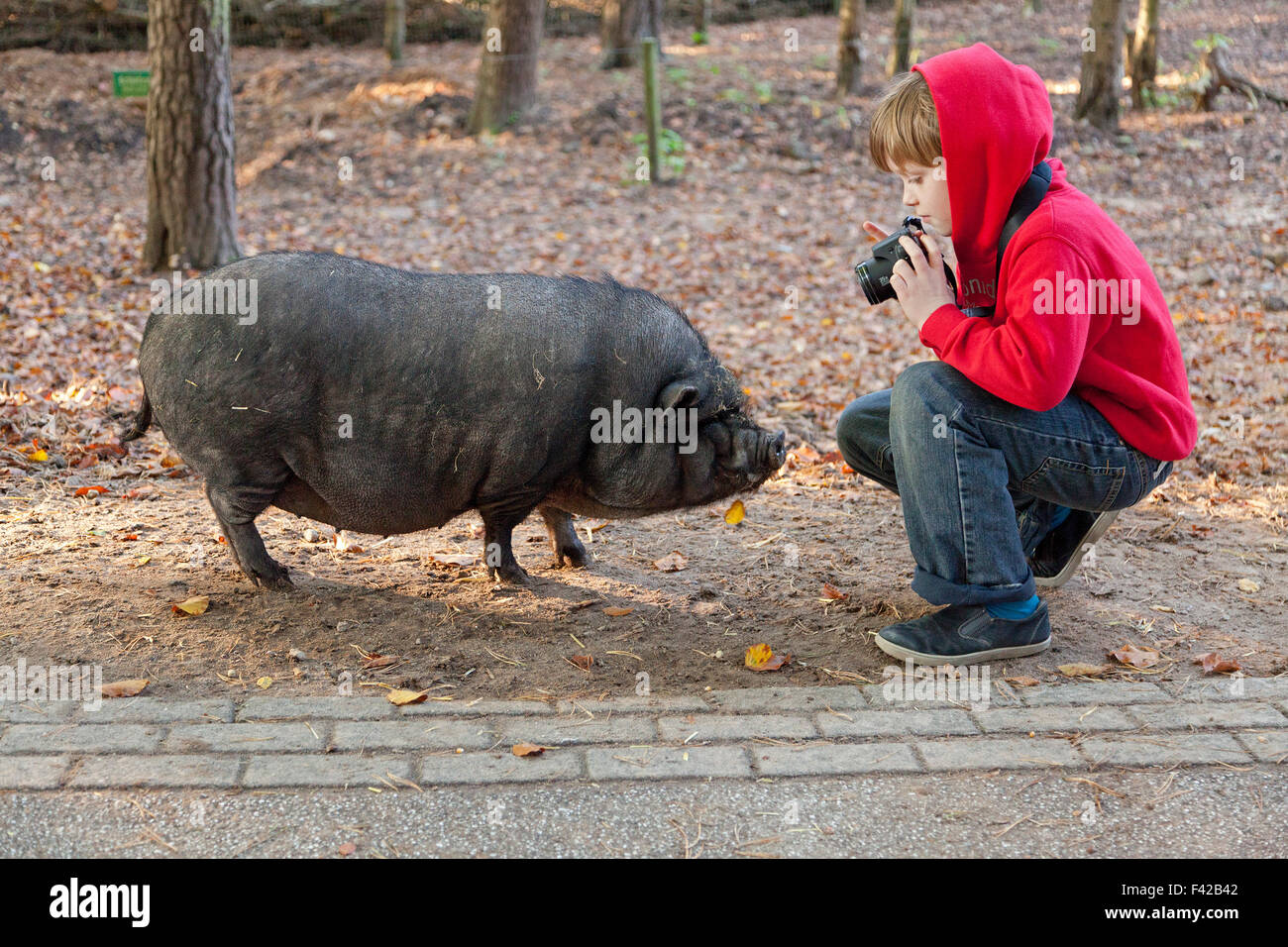 junge unter Bild von Hängebauchschwein, Wildpark Schwarze Berge (Zoo ´Schwarze Berge´), Rosengarten, Niedersachsen, Deutschland Stockfoto