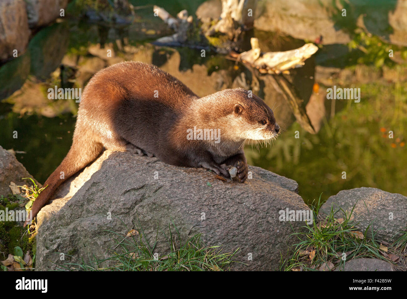 Orientalische kurze Krallen Otter (Aonyx Cinerea), Wildpark Schwarze Berge (Zoo ´Schwarze Berge´), Rosengarten, Niedersachsen, Deutschland Stockfoto