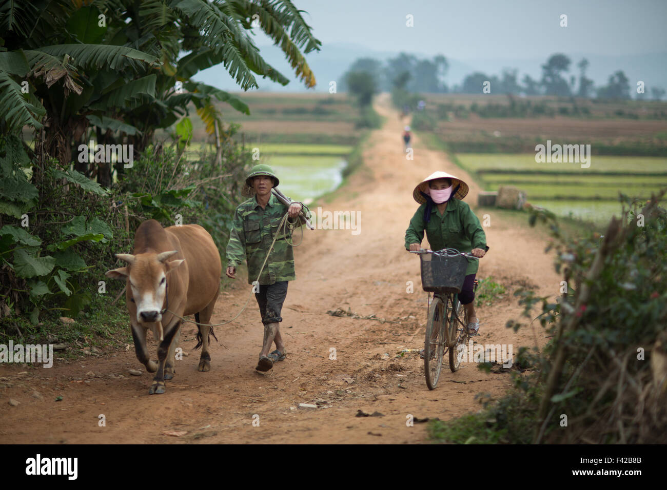 ein Mann und eine Frau mit Buffalo nr Phong Nha, Provinz Quảng Bình, Vietnam Stockfoto