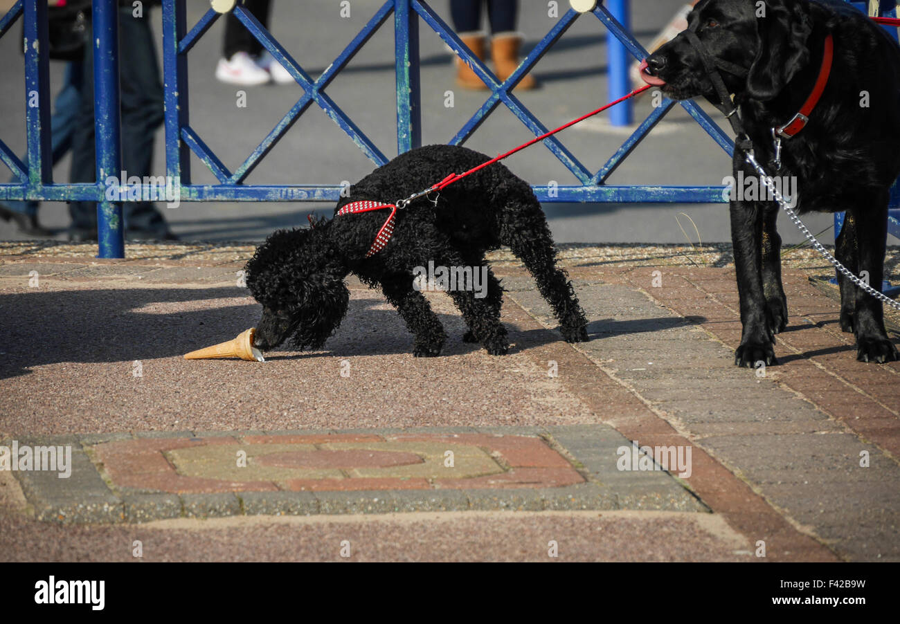 Ein Schwarzes Haustier Pudel Hund Isst Ein Eis Auf Dem Boden Wie Ein Schwarzer Labrador Auf Aussieht Stockfotografie Alamy